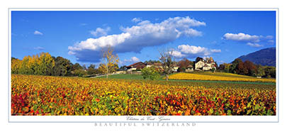 Vigne d'automne