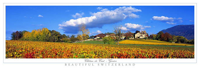 Vigne d'automne
