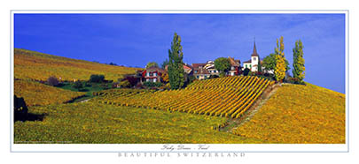 Perché sur la vigne