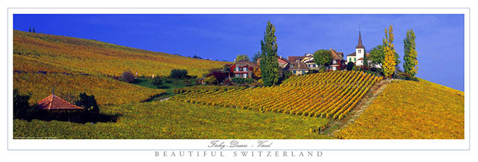 Perché sur la vigne